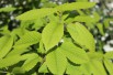 Hornbeam maple