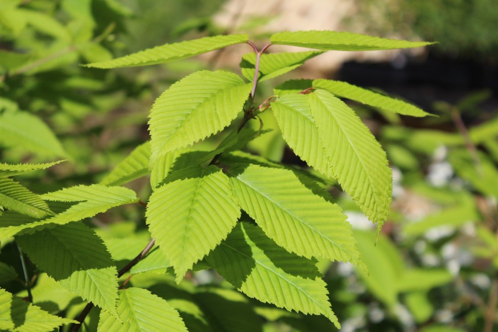 Érable à feuilles de charme