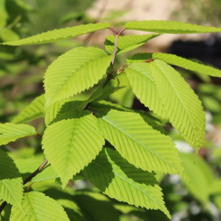 Hornbeam maple