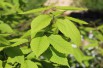 Hornbeam maple