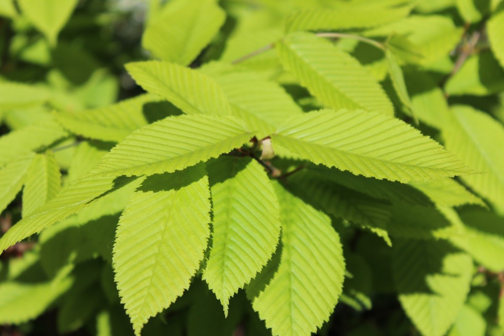 Hornbeam maple
