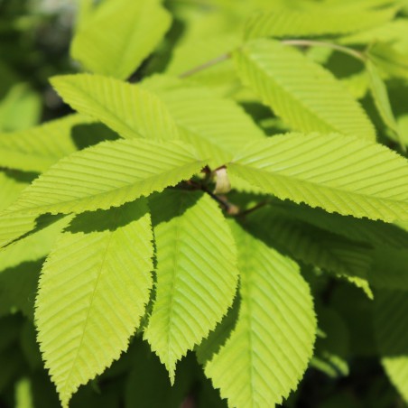Hornbeam maple
