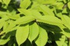Hornbeam maple