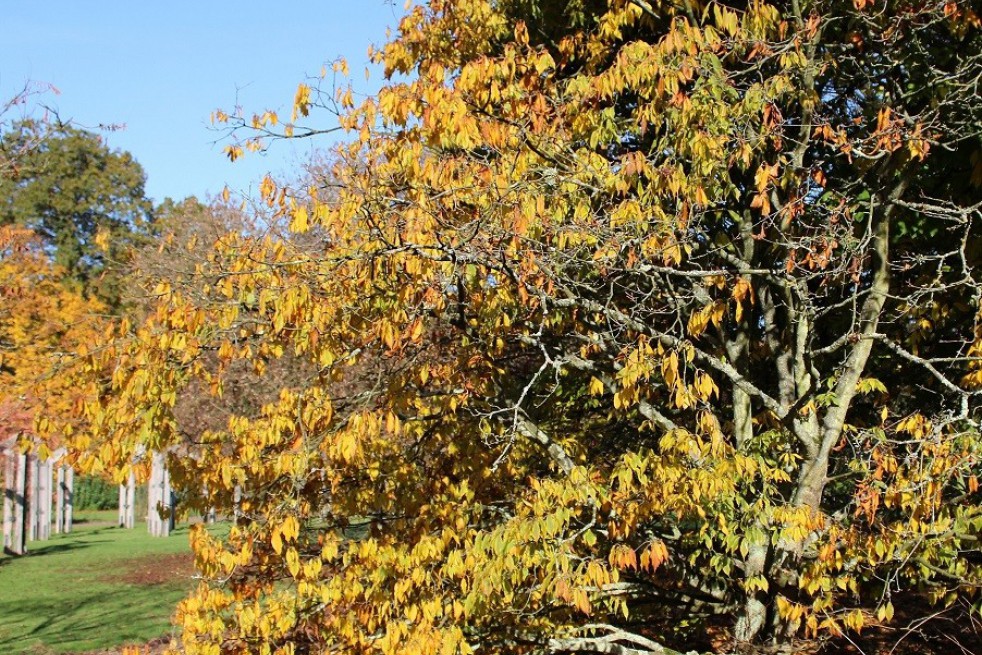 Hornbeam maple