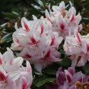 Rhododendron Furnivall’s Daugther