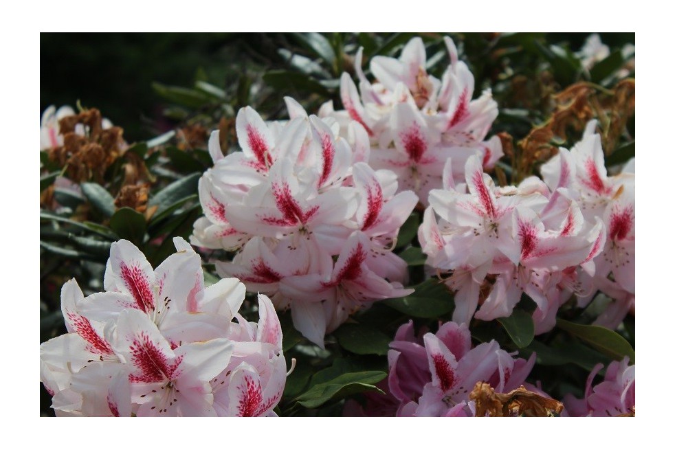 Rhododendron Furnivall’s Daugther