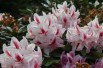 Rhododendron Furnivall’s Daugther
