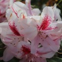 Rhododendron Furnivall’s Daugther