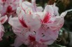 Rhododendron Furnivall’s Daugther