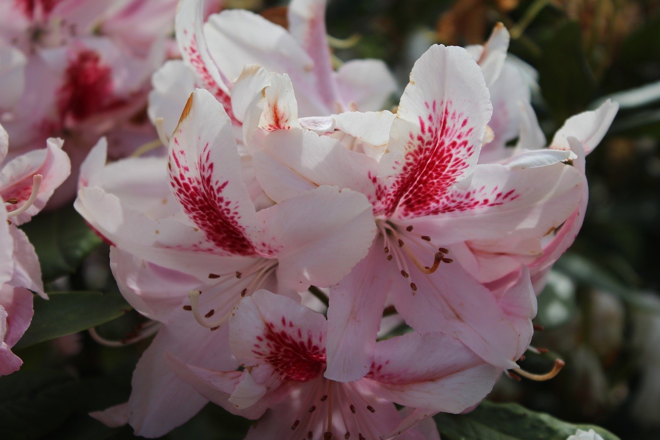 Rhododendron Furnivall’s Daugther