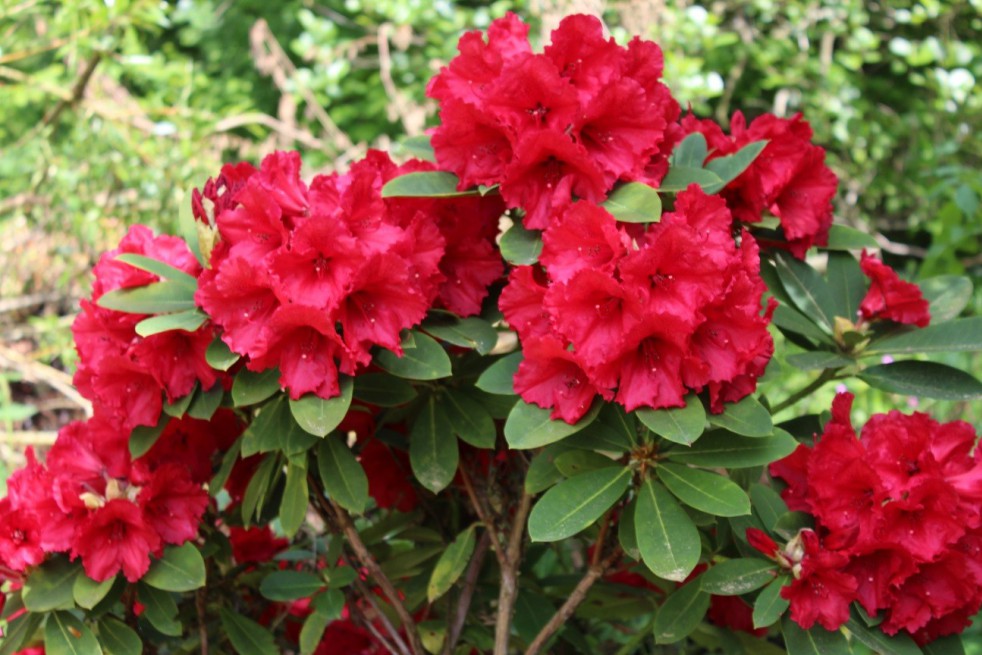 Rhododendron Red Jack