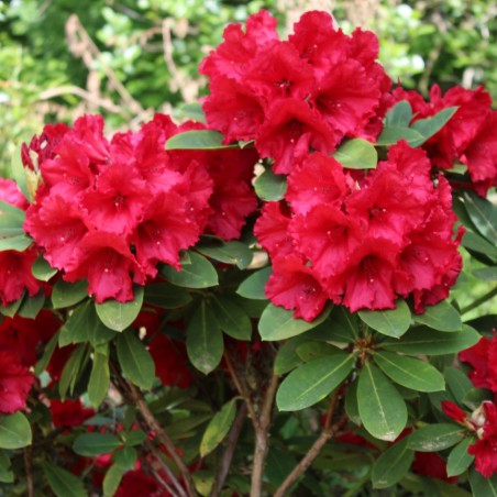 Rhododendron Red Jack