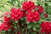 Rhododendron Red Jack