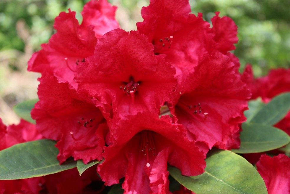 Rhododendron Red Jack