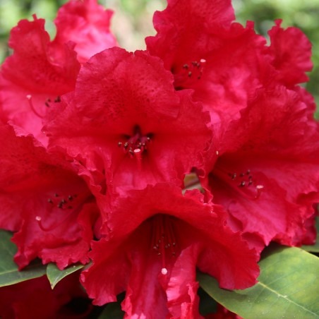 Rhododendron Red Jack
