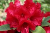 Rhododendron Red Jack