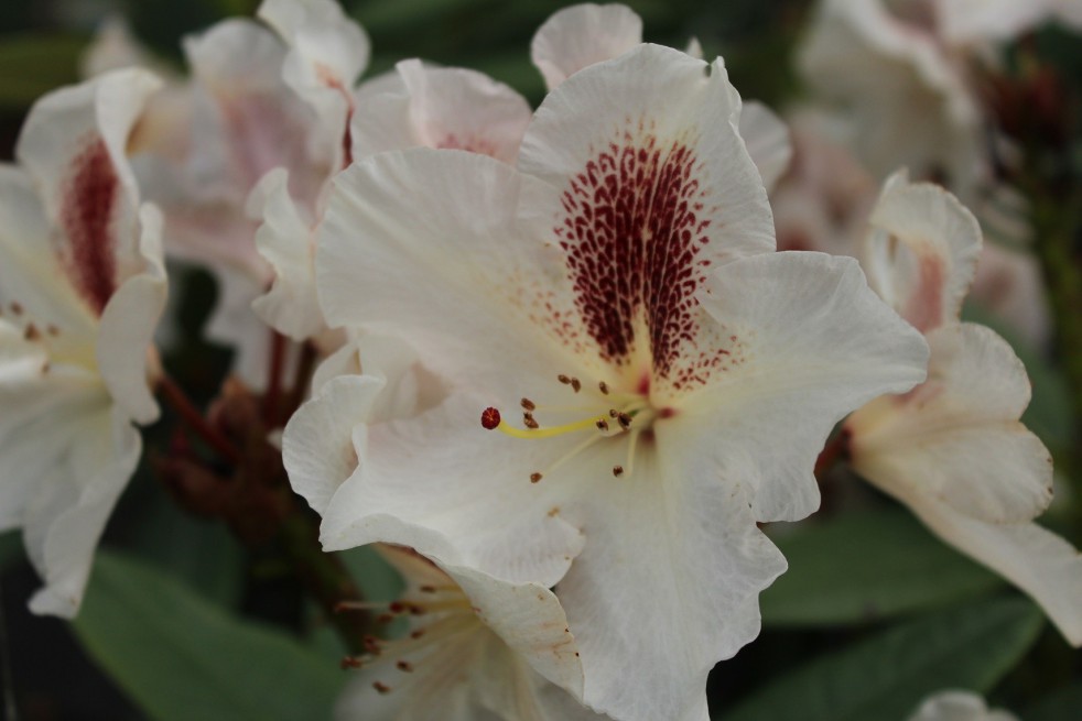 Rhododendron Calsap