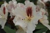 Rhododendron Calsap