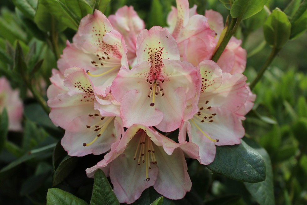 Rhododendron Felicitas Rhododendron Felicitas