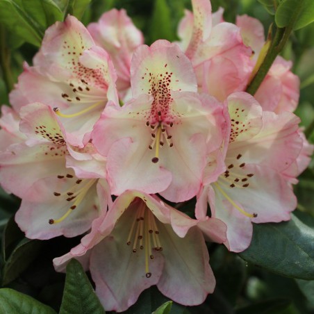 Rhododendron Felicitas