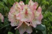Rhododendron Felicitas