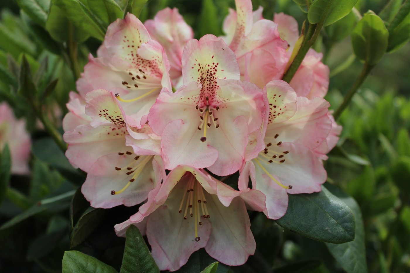 Rhododendron Felicitas