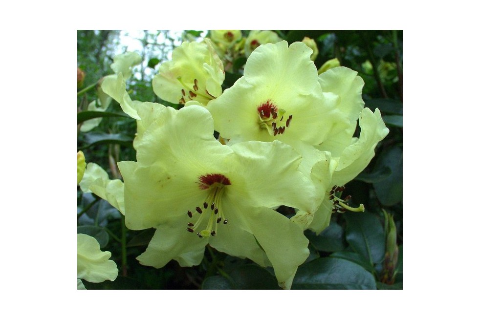 Rhododendron Goldika Rhododendron Goldika