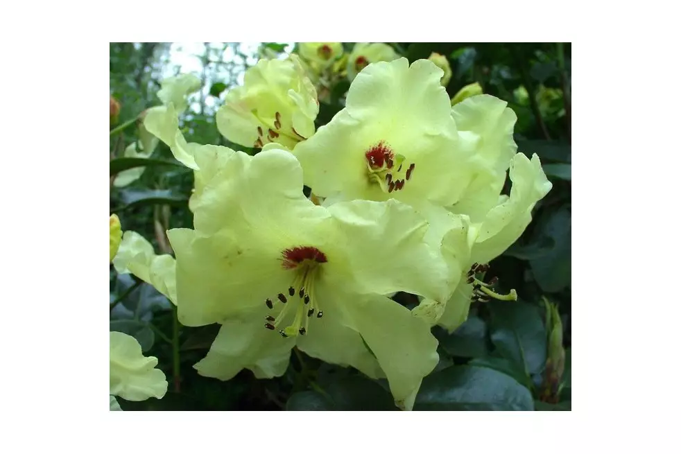 Rhododendron Goldika