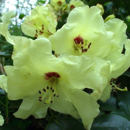 Rhododendron Goldika