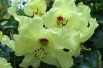 Rhododendron Goldika Rhododendron Goldika