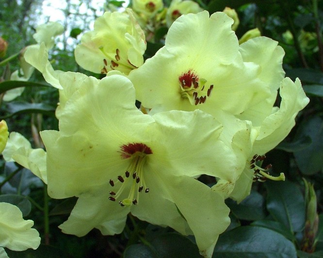 Rhododendron Goldika