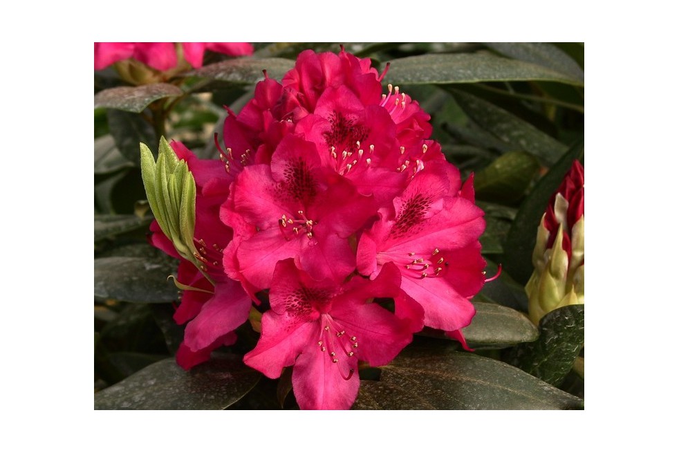 Rhododendron Nova Zembla