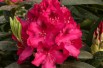 Rhododendron Nova Zembla