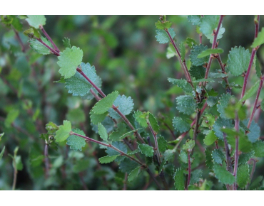 Bouleau nain
