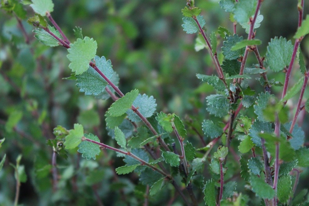 Dwarf birch