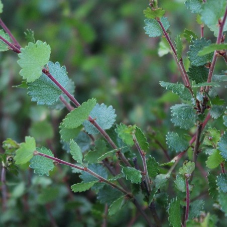 Dwarf birch