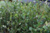 Dwarf birch