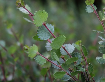 Dwarf birch