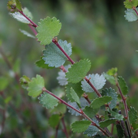 Dwarf birch