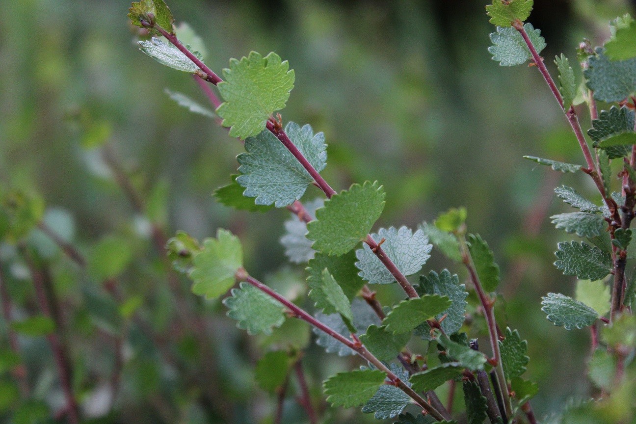 Dwarf birch