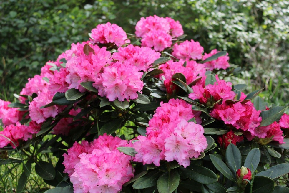 Rhododendron Yakushimanum excelsior