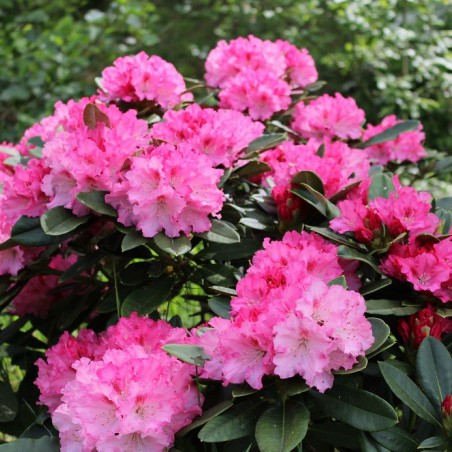 Rhododendron Yakushimanum excelsior