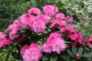 Rhododendron Yakushimanum excelsior