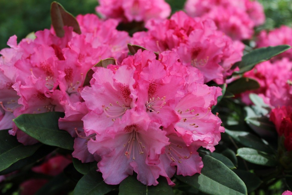 Rhododendron Yakushimanum excelsior