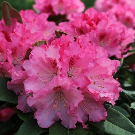 Rhododendron Yakushimanum excelsior