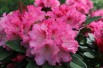 Rhododendron Yakushimanum excelsior