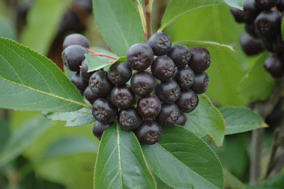 Aronie noire - Aronia Melanocarpa