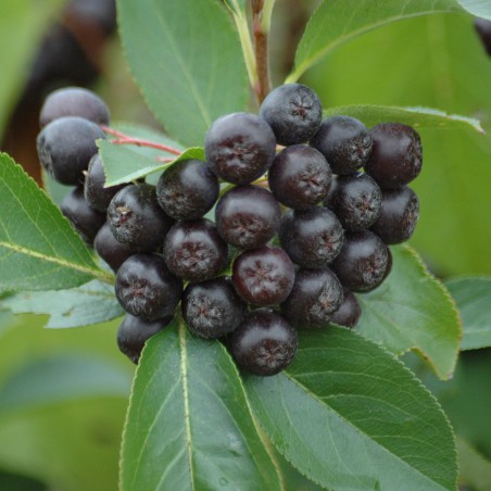 Black chokeberry - Aronia Melanocarpa