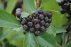 Black chokeberry - Aronia Melanocarpa