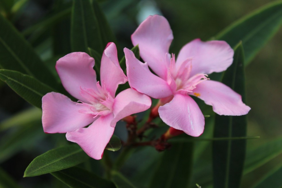 Laurier rose Villa Romaine